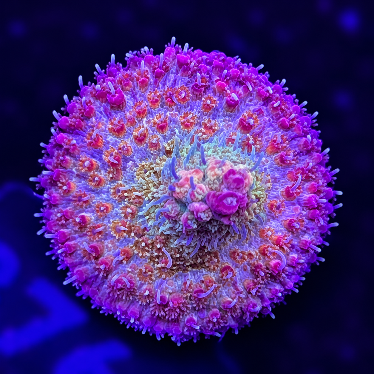 FMC Acropora vividis Confetti