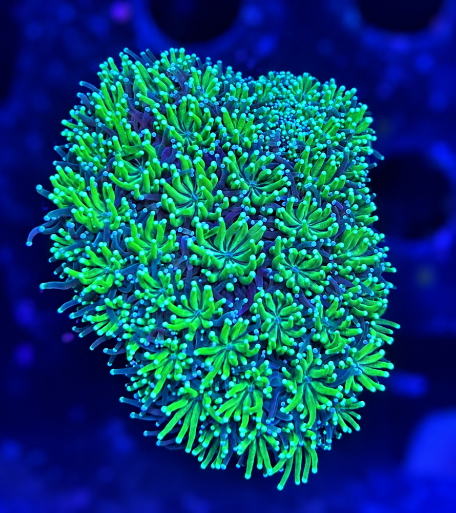 FMC Galaxea fasciculanis Green V