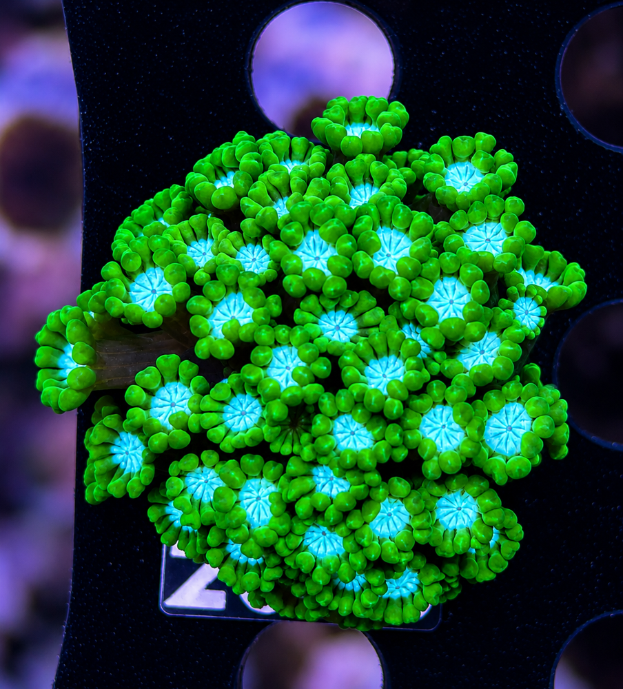 FMC Alveopora White Center V