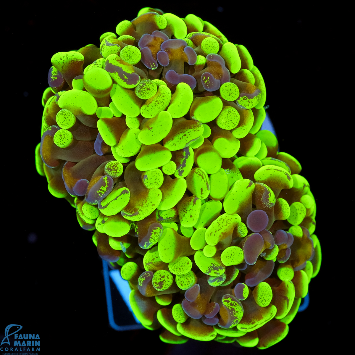 FMC Euphyllia paraancora Green Splatter 2 Heads V