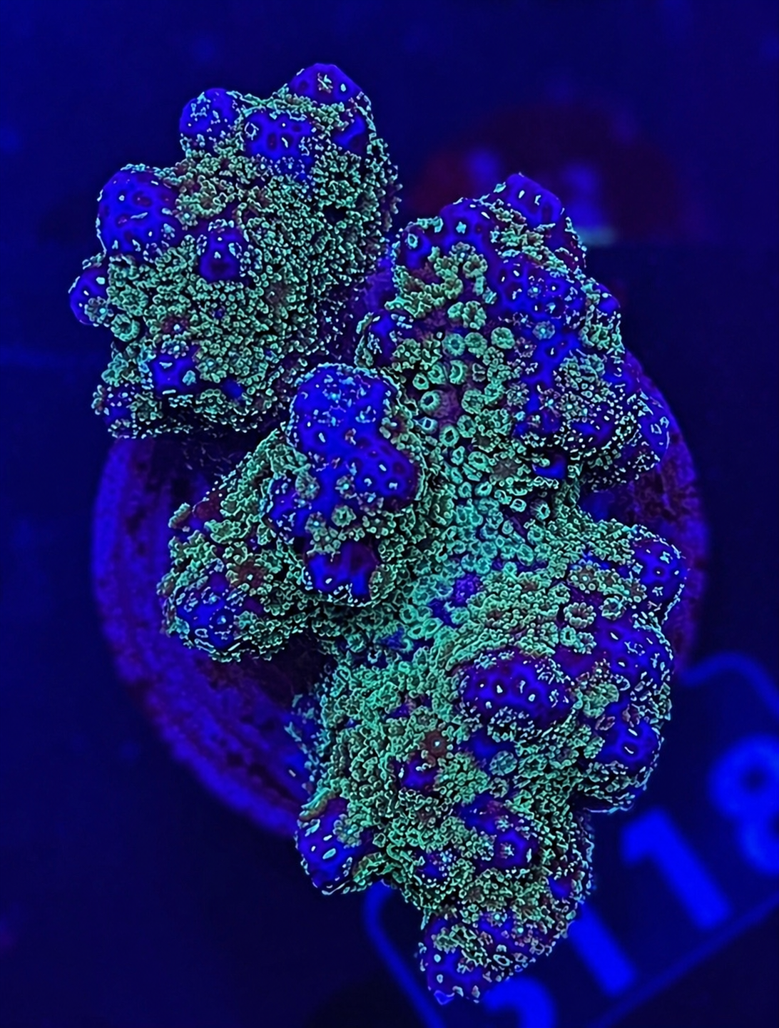 FMC Pocillopora bicolor