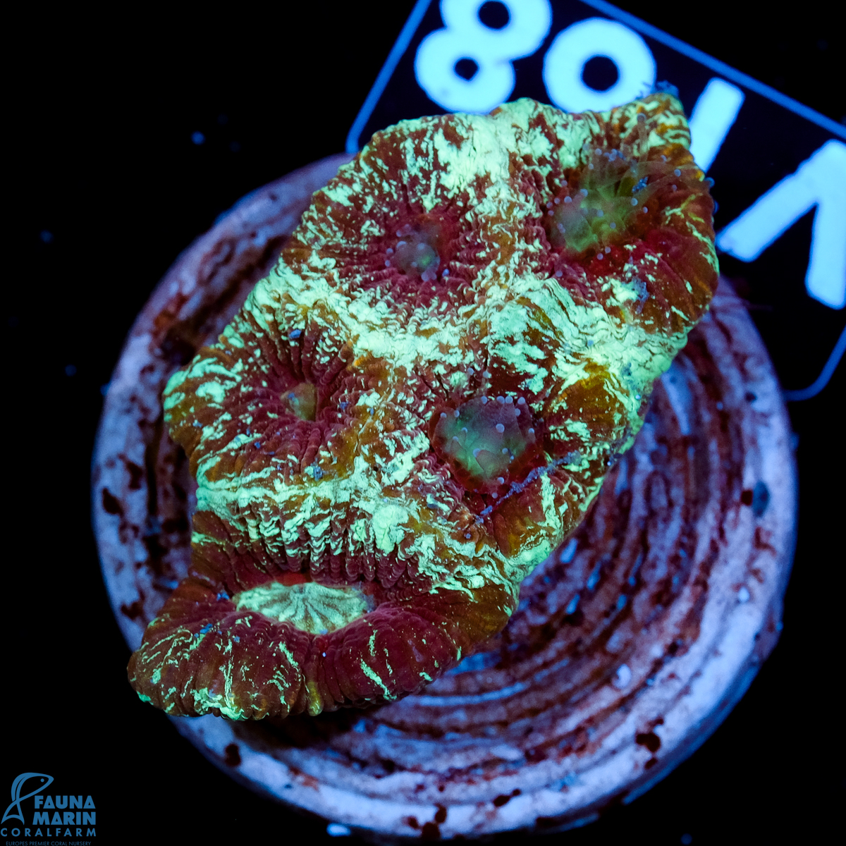 FMC Goniastrea Ice Web V