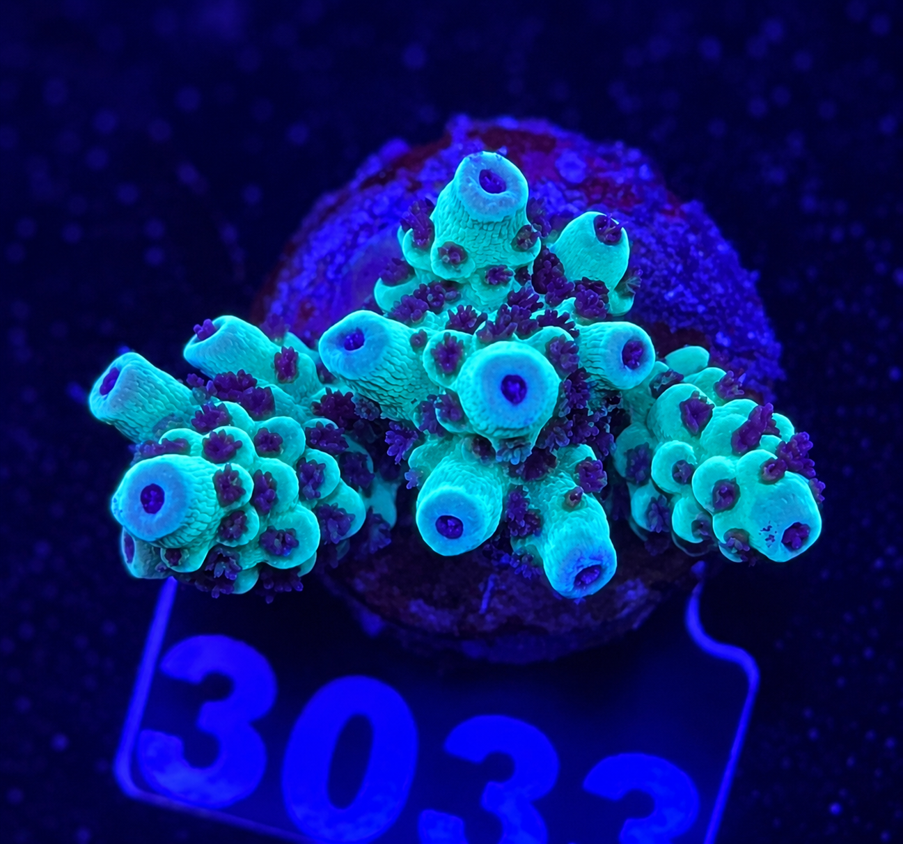 FMC Acropora sarmentosa