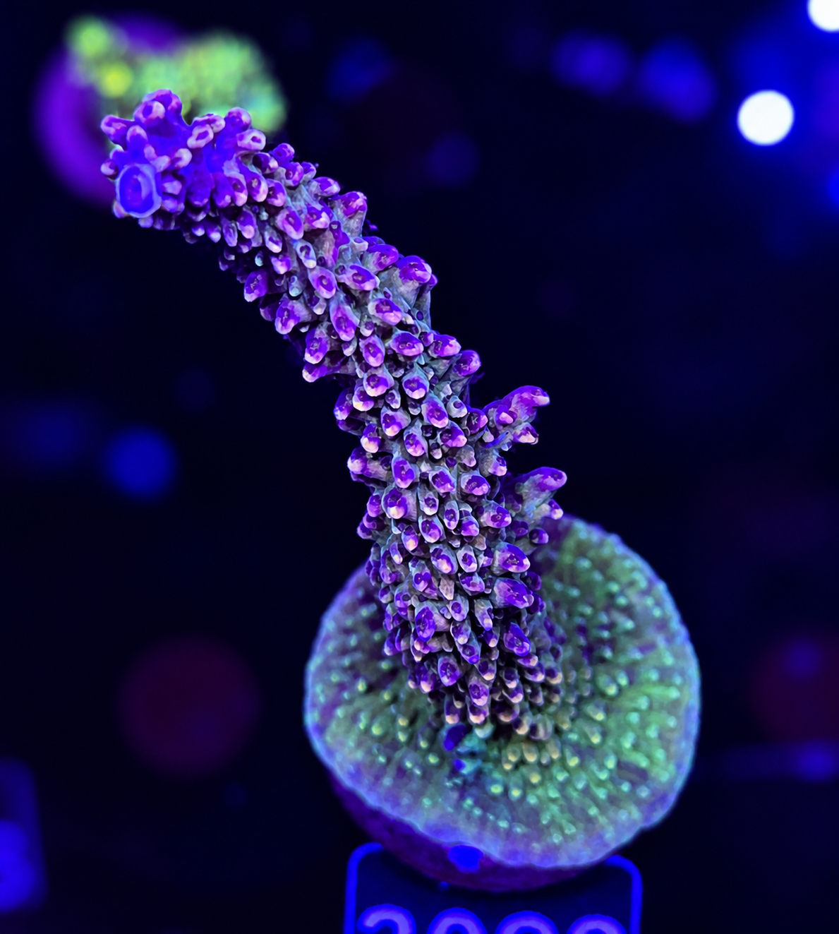 FMC Acropora staghorn Rainbow