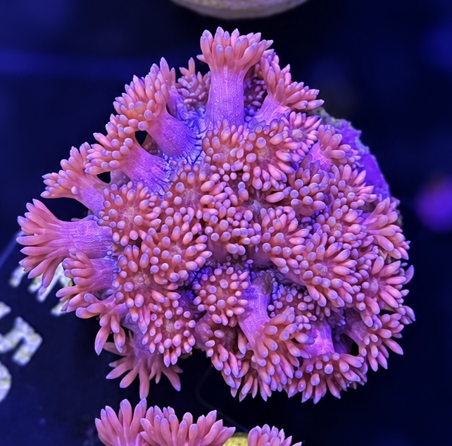 FMC Goniopora Pink