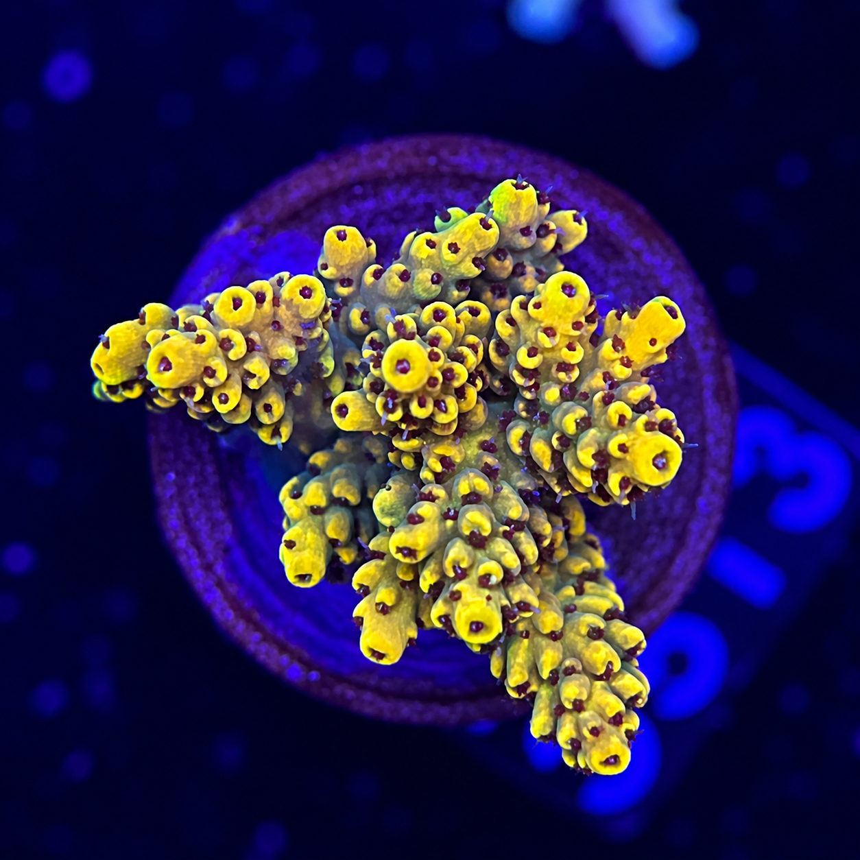 FMC Acropora cytherea Pikachu