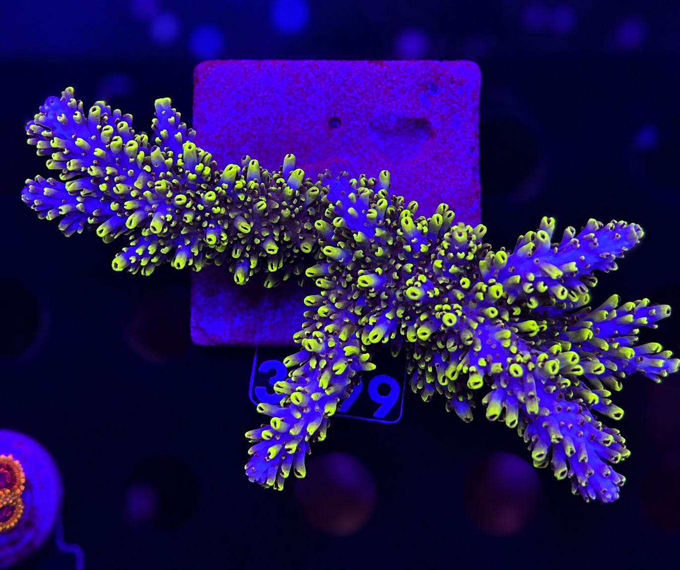 FMC Acropora abrotanoides