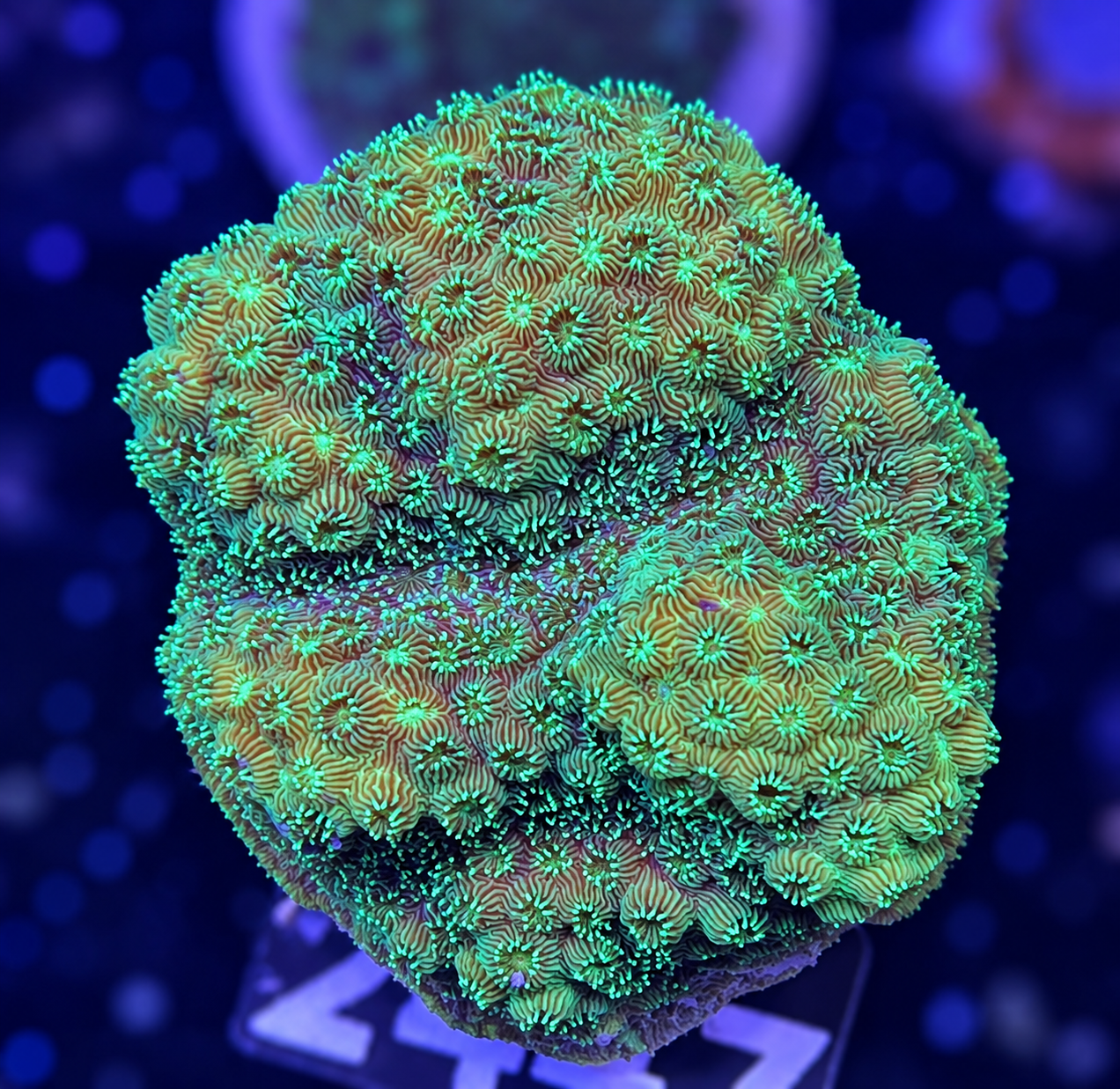 FMC Pavona maldivensis Ligt Green