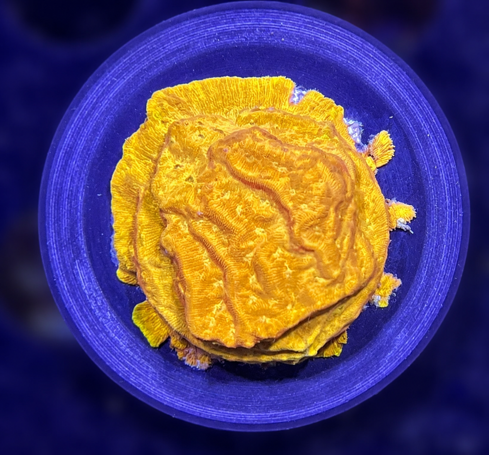 FMC Leptoseris Goldnugget + Coral Mount