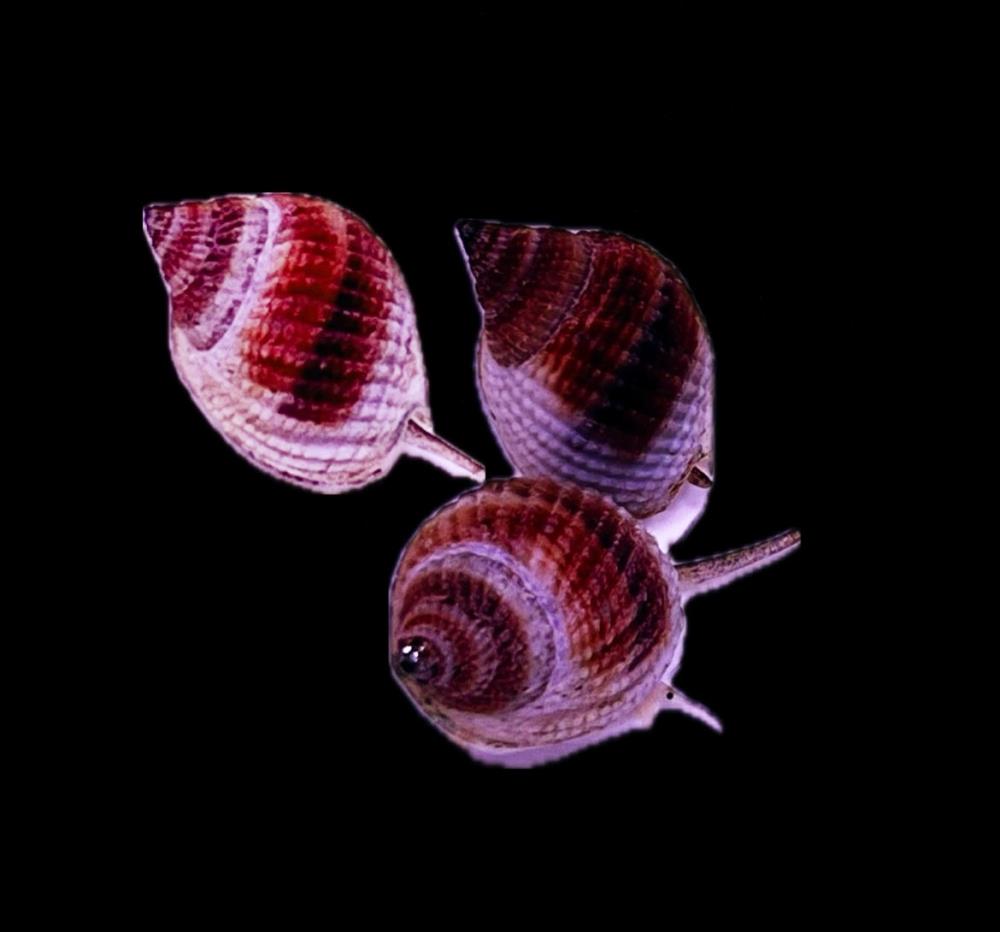 Nassarius vibex - Sandschnecke 1 - 2 cm V