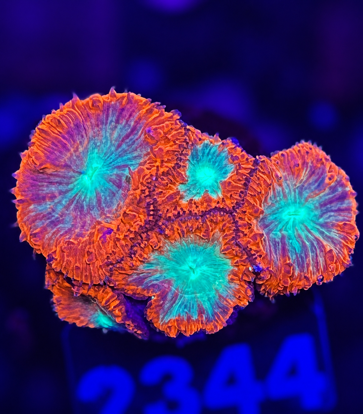 FMC Blastomussa wellsi