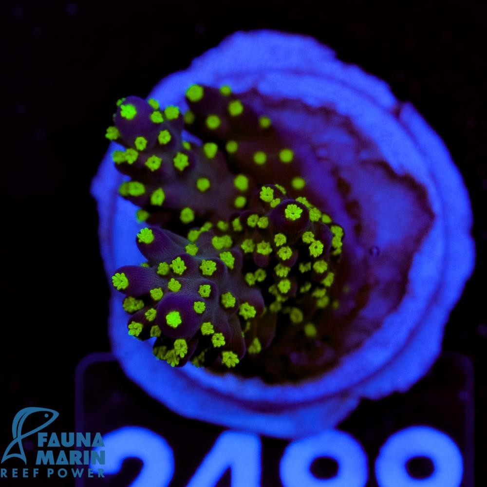 FMC Acropora nana tricolor  V