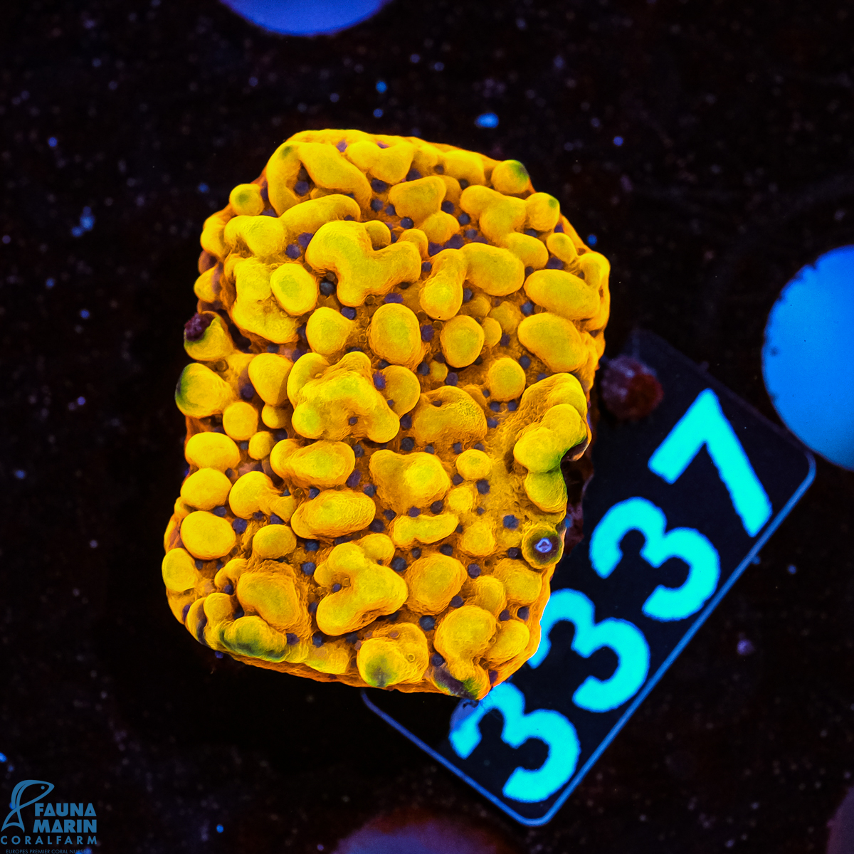 FMC Montipora Palawanensis Kung Pao