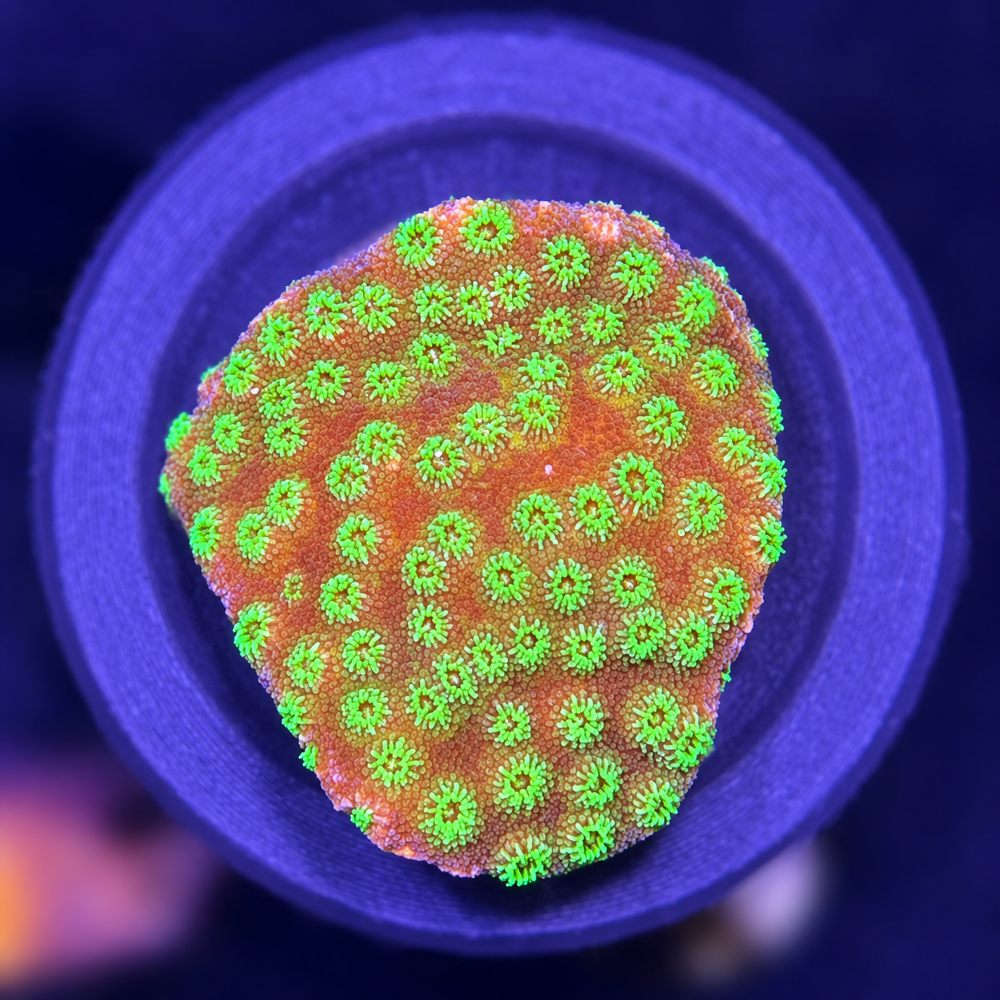 FMC Cyphastrea Astreopora + Coral Mount V