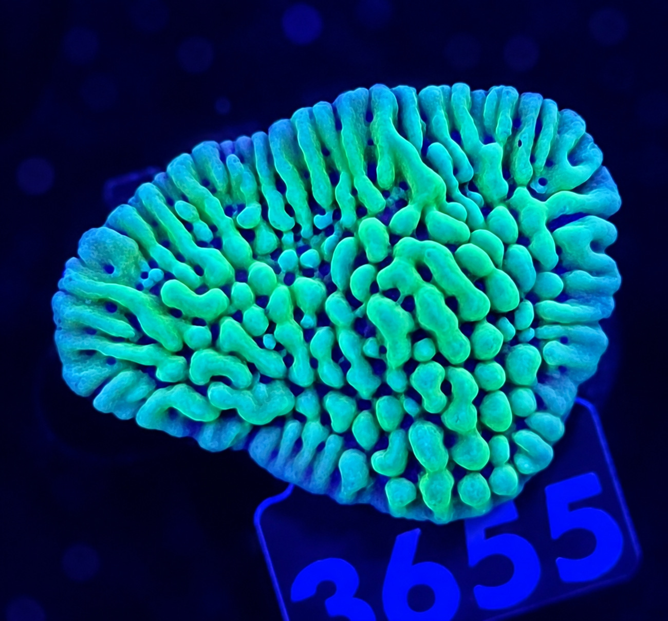 FMC Montipora Appleberry