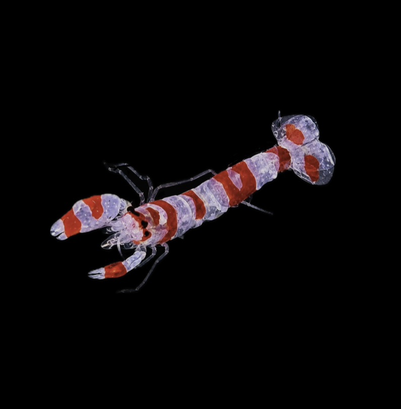 Alpheus randalli - Randalls Knallkrebs 2-3 cm