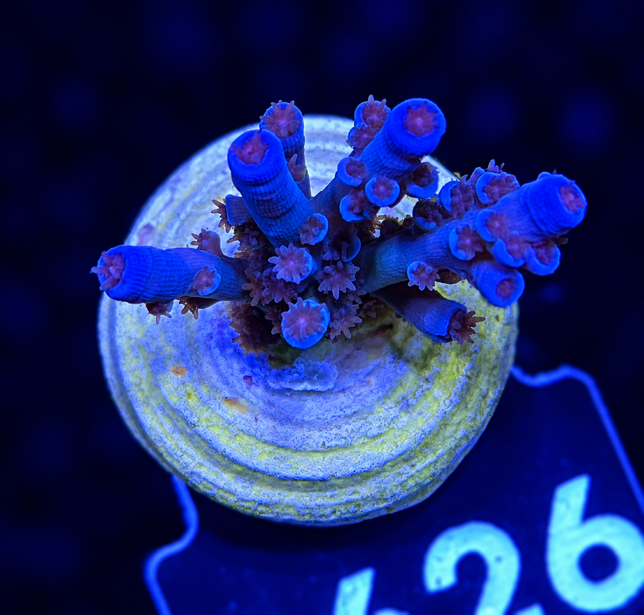 FMC Acropora tenuis