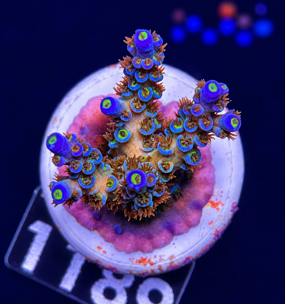 SciReef Acropora kenti Grade 2 Twin