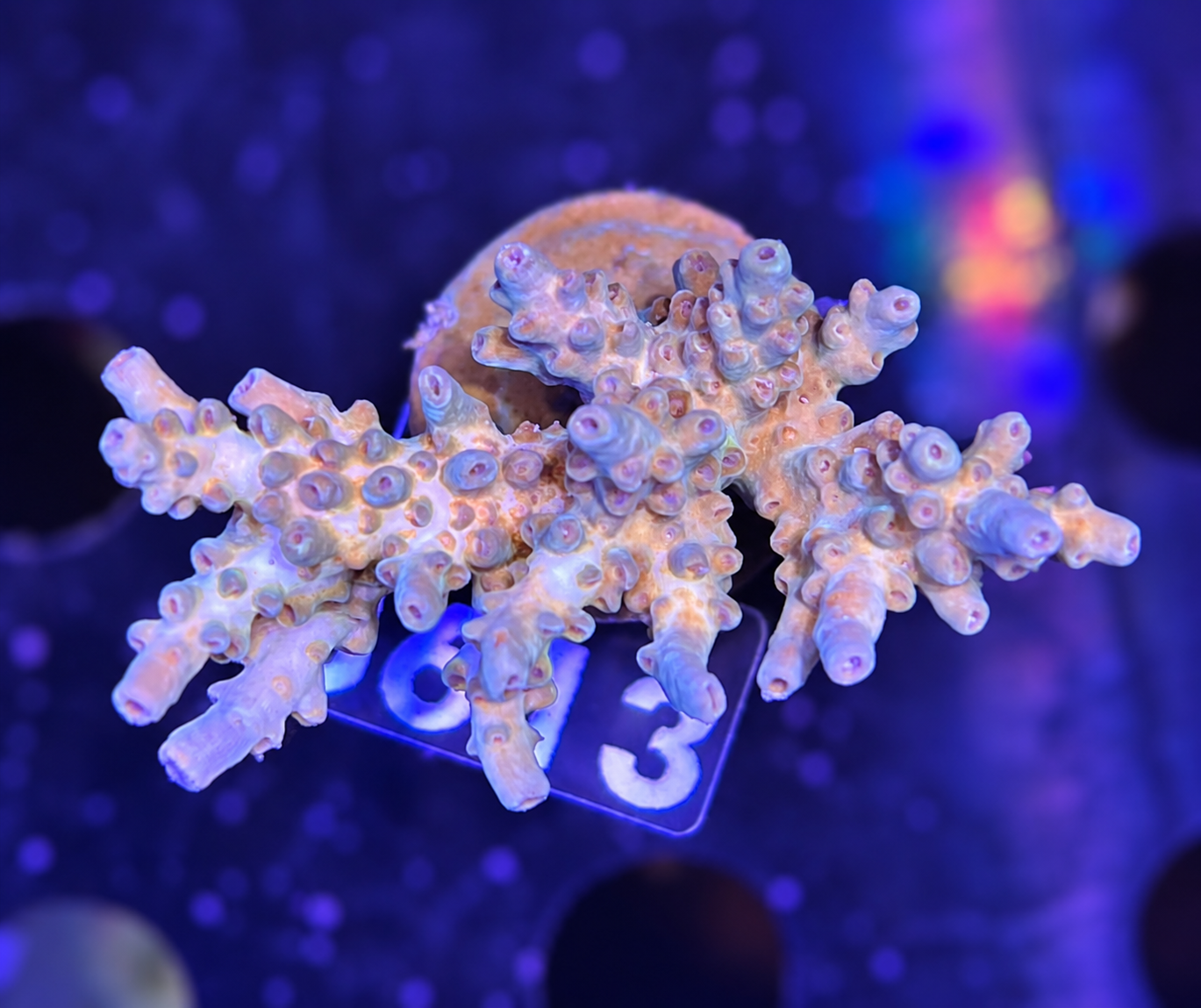 FMC Acropora sp