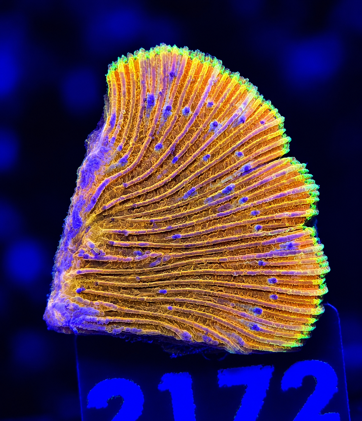 FMC Cycloseris fragilis