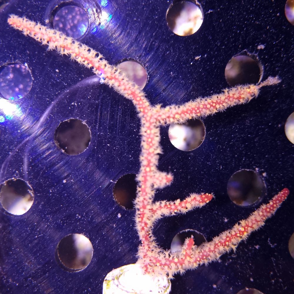 FMC Menella sp. yellow Polyps