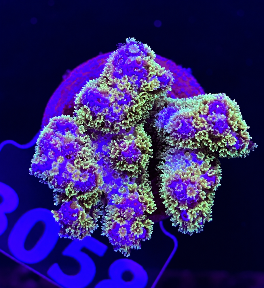 FMC Pocillopora Bicolor V