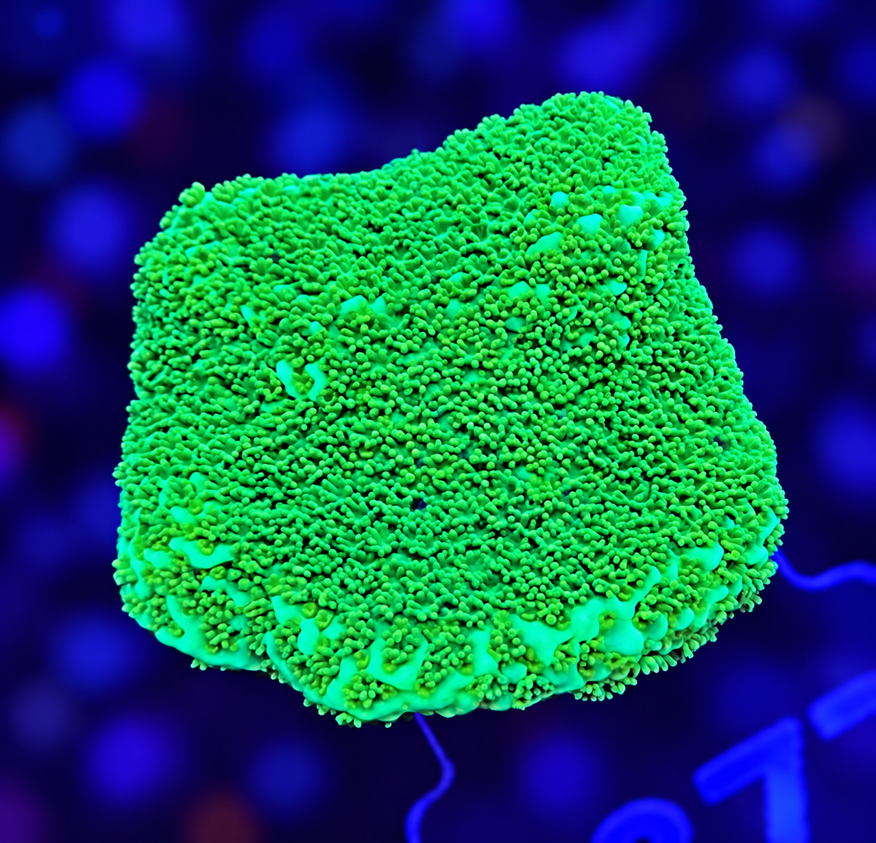 FMC Montipora Pokerstar