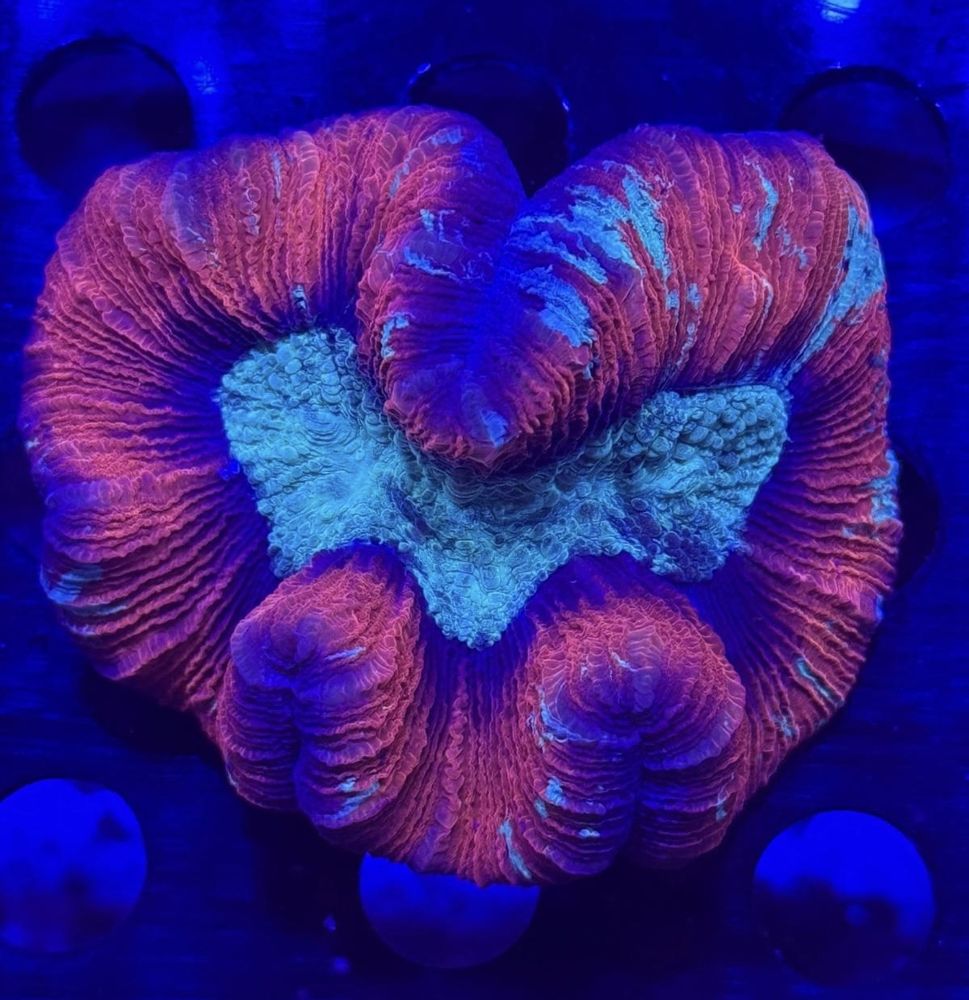 FMC Trachyphyllia Green Center