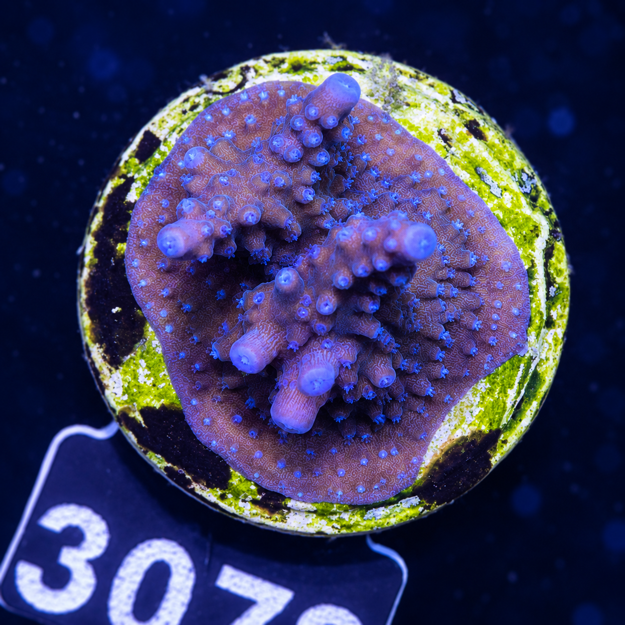 FMC Acropora staghorn blue