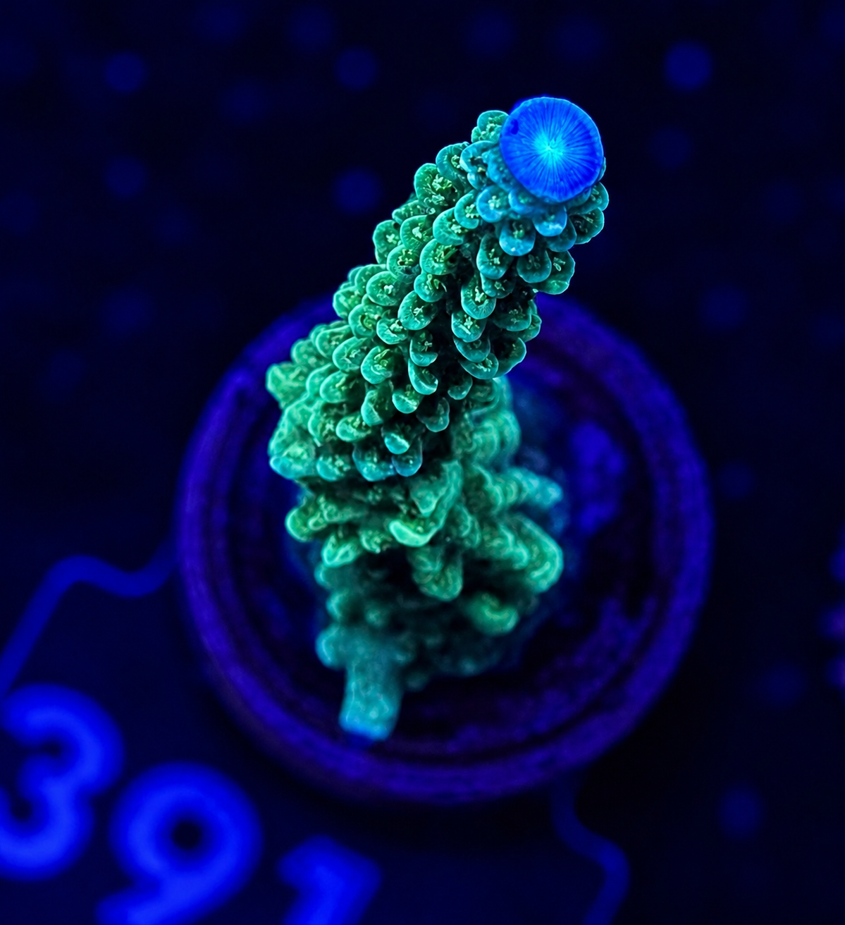 FMC Acropora staghorn blue tip