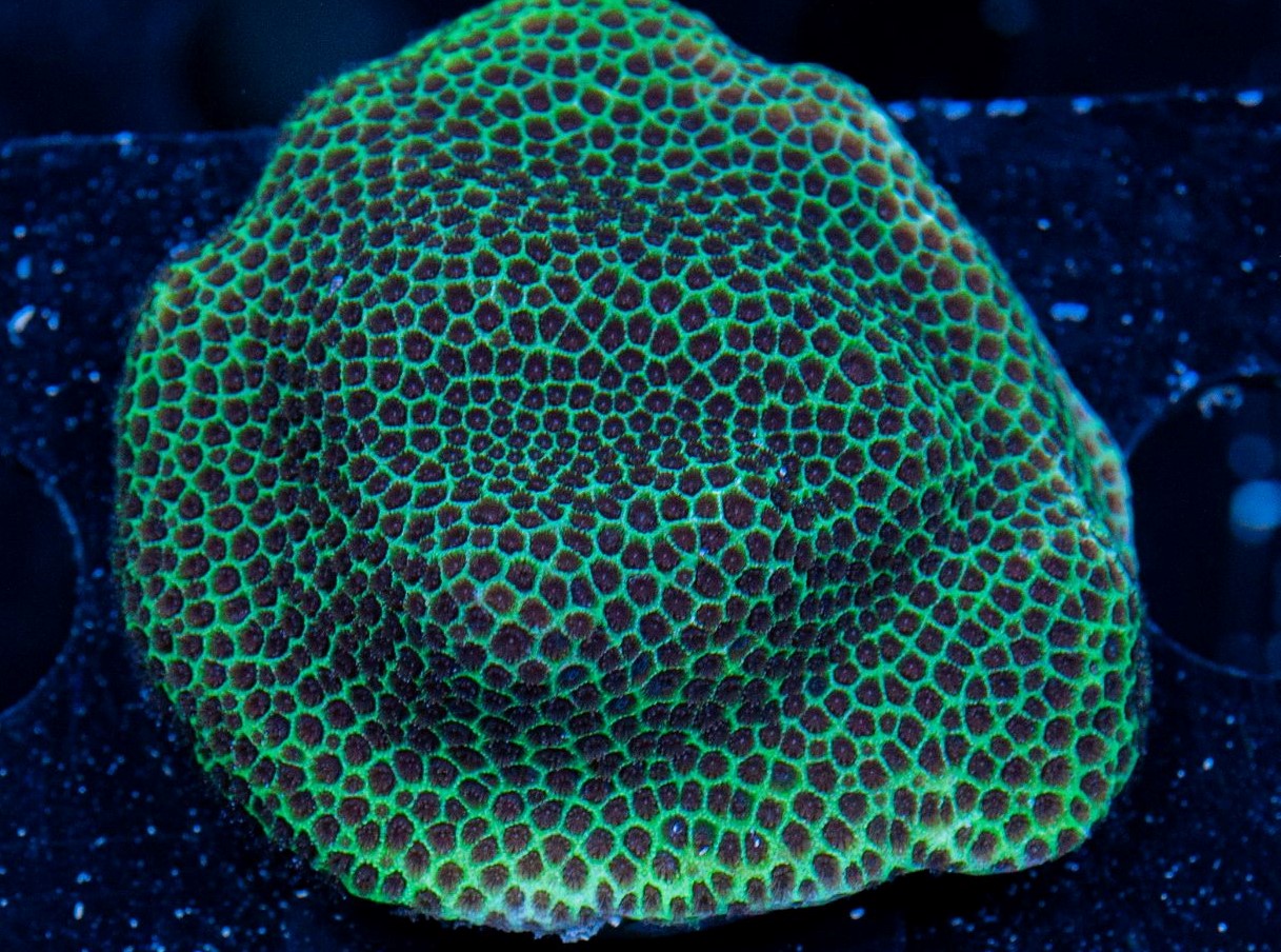 FMC Porites Ruby V Ø ca. 3-4 cm (Filter- + Daylight-Shot picture!)