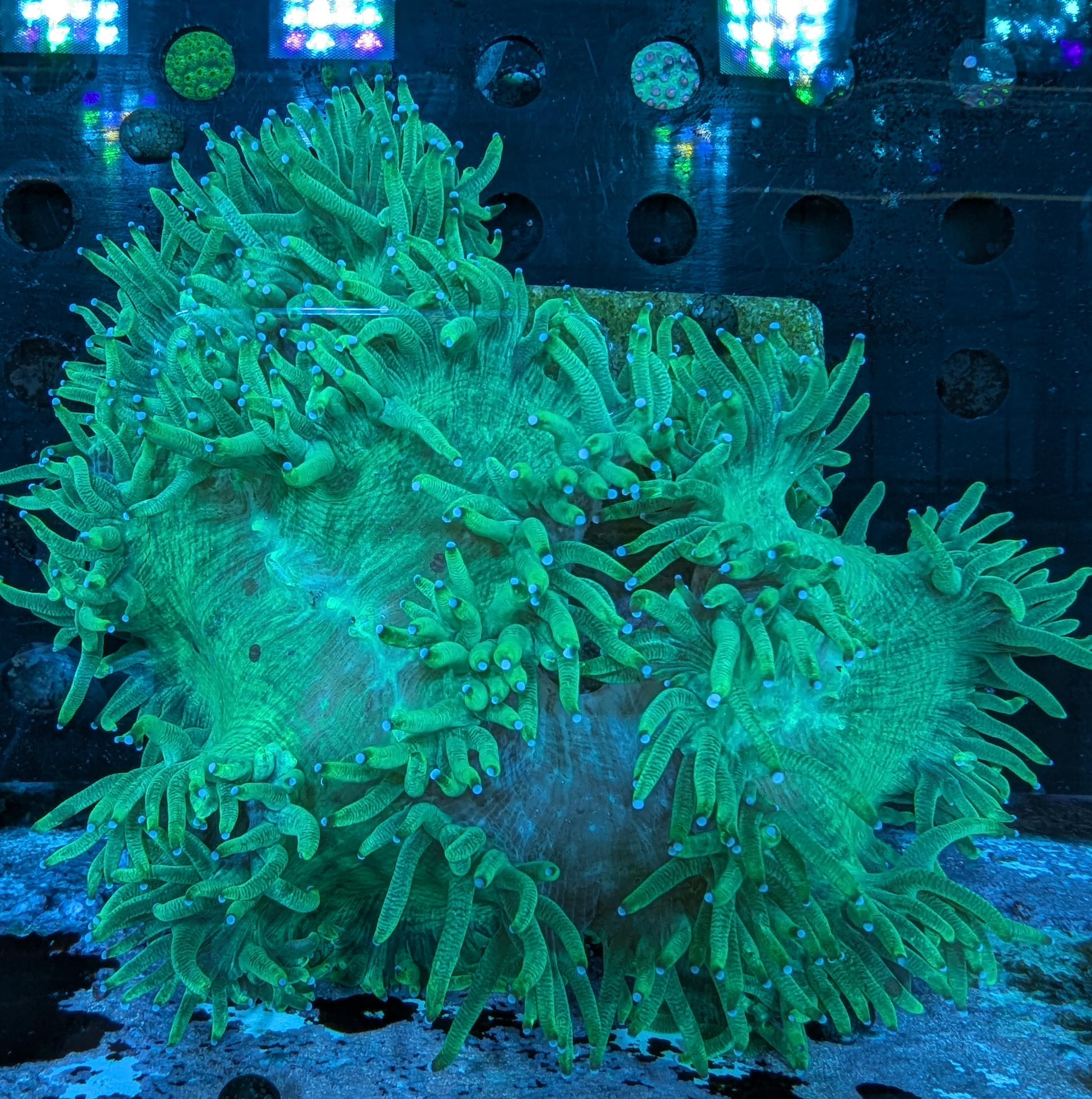 FMC Cathalaphyllia jardinei