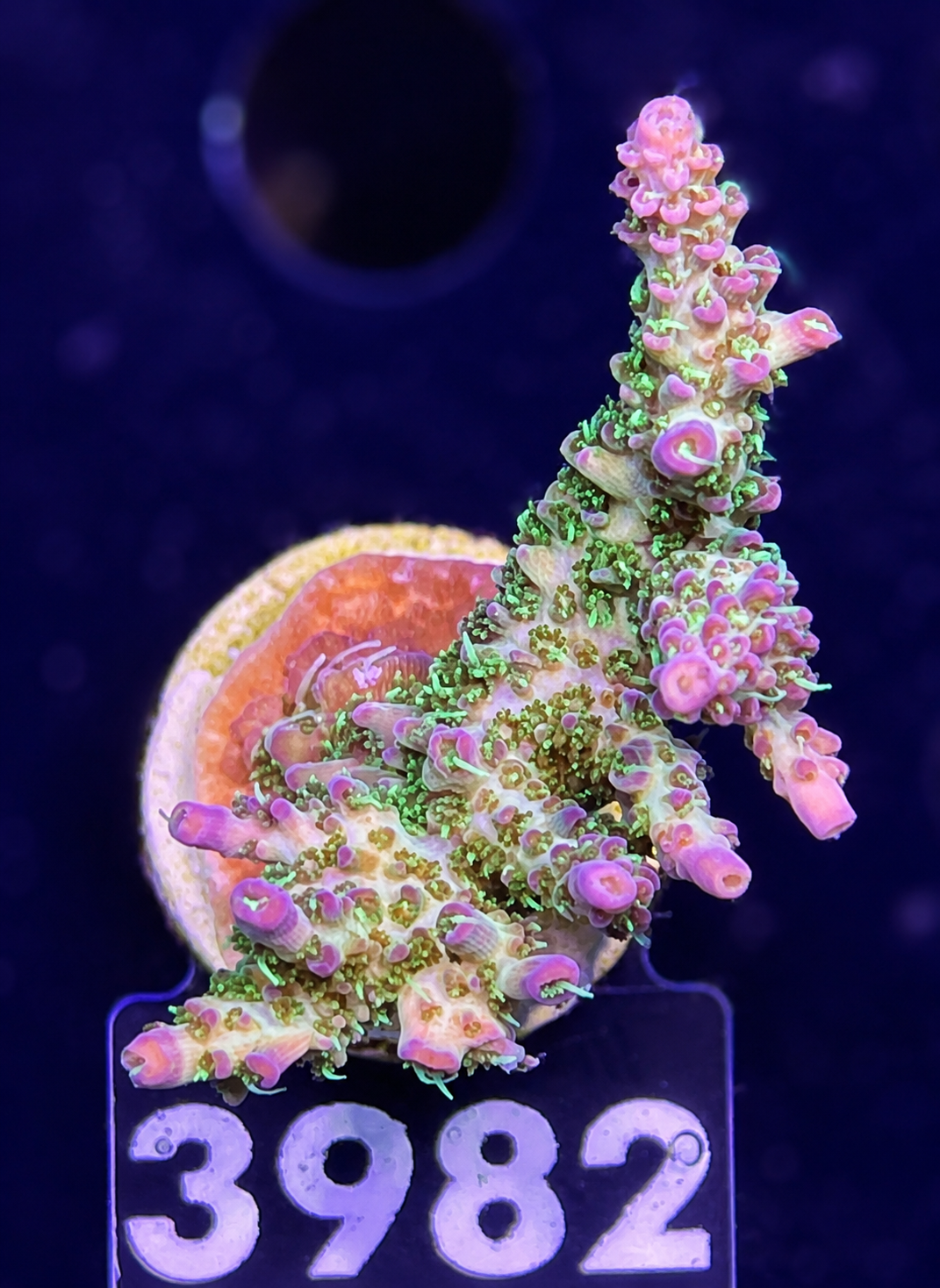 FMC Acropora Pinky the bear