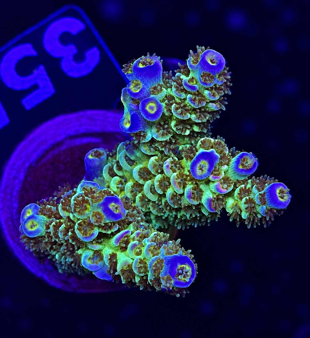 FMC Acropora tenuis