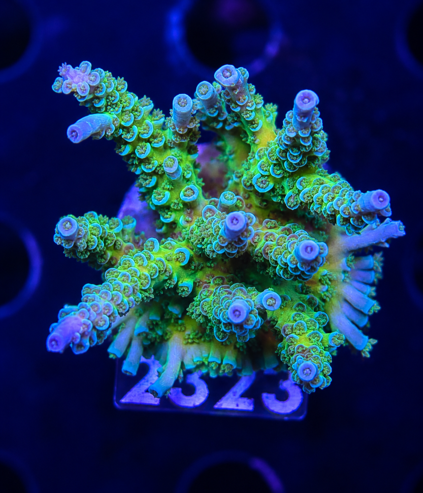 SciReef Acropora kenti Grade 1 MAXX Twin