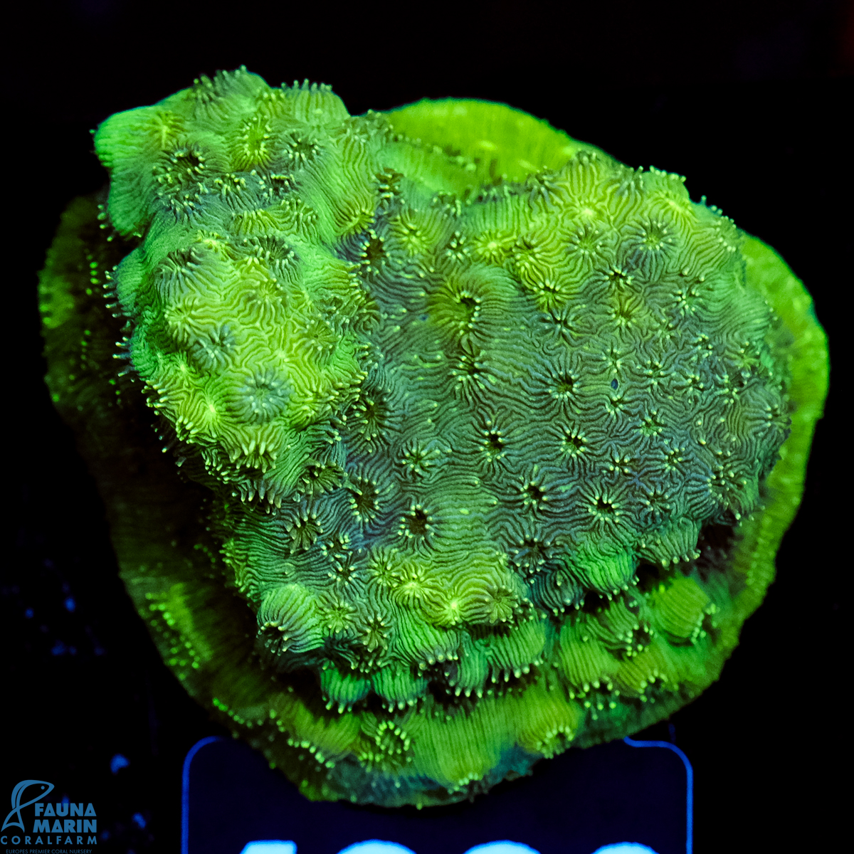 FMC Pavona maldivensis Green