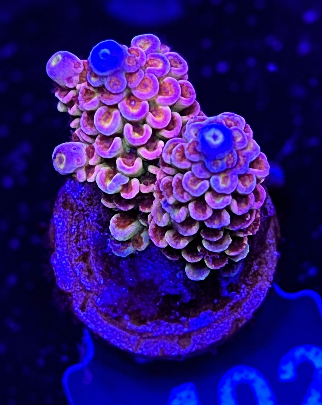 FMC Acropora tenuis light rainbow