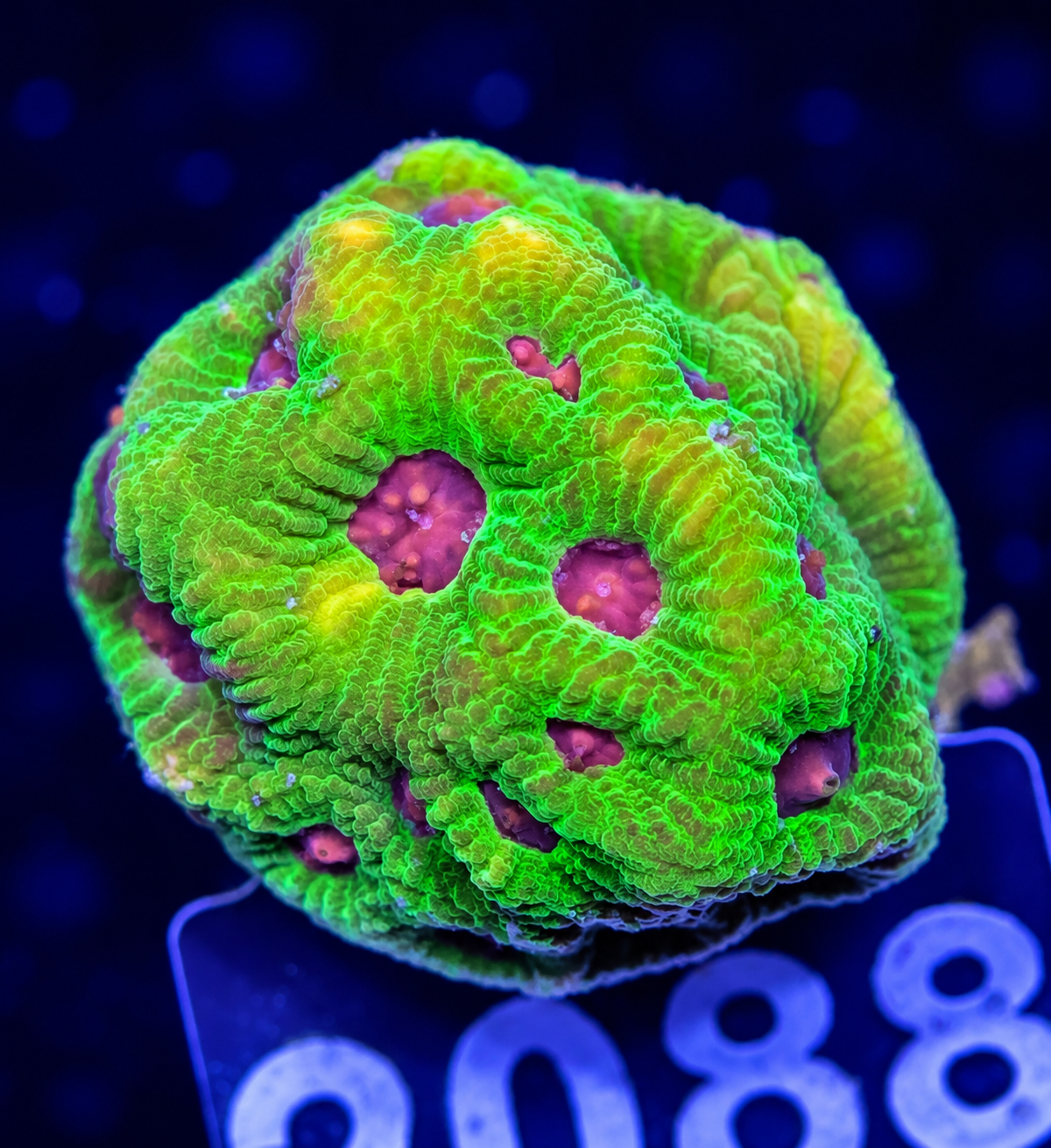 FMC Favia Fascination