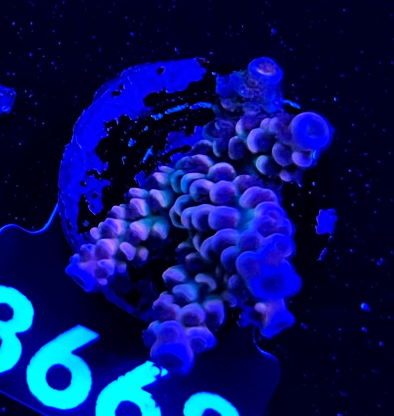 FMC Acropora tenuis Angry Bird