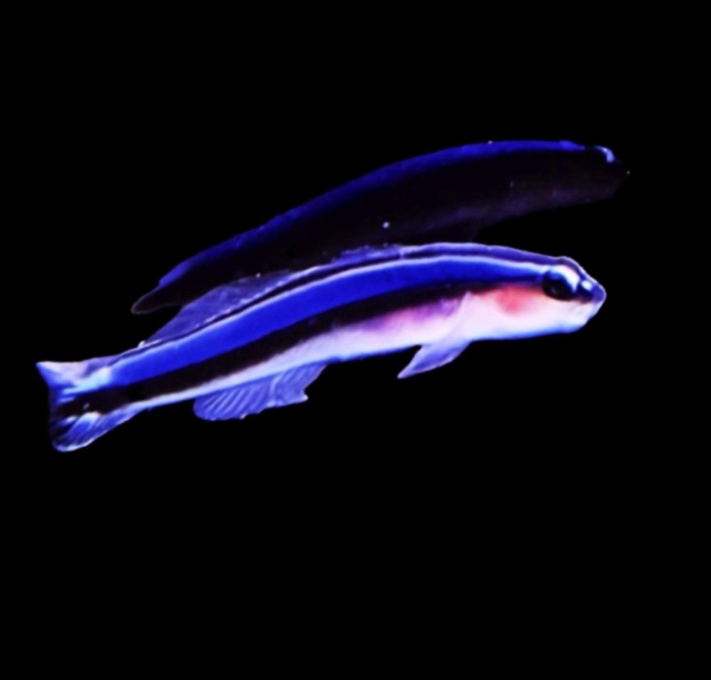 Elacatinus oceanops - Blaue Neonputzergrundel NZ !Paar!