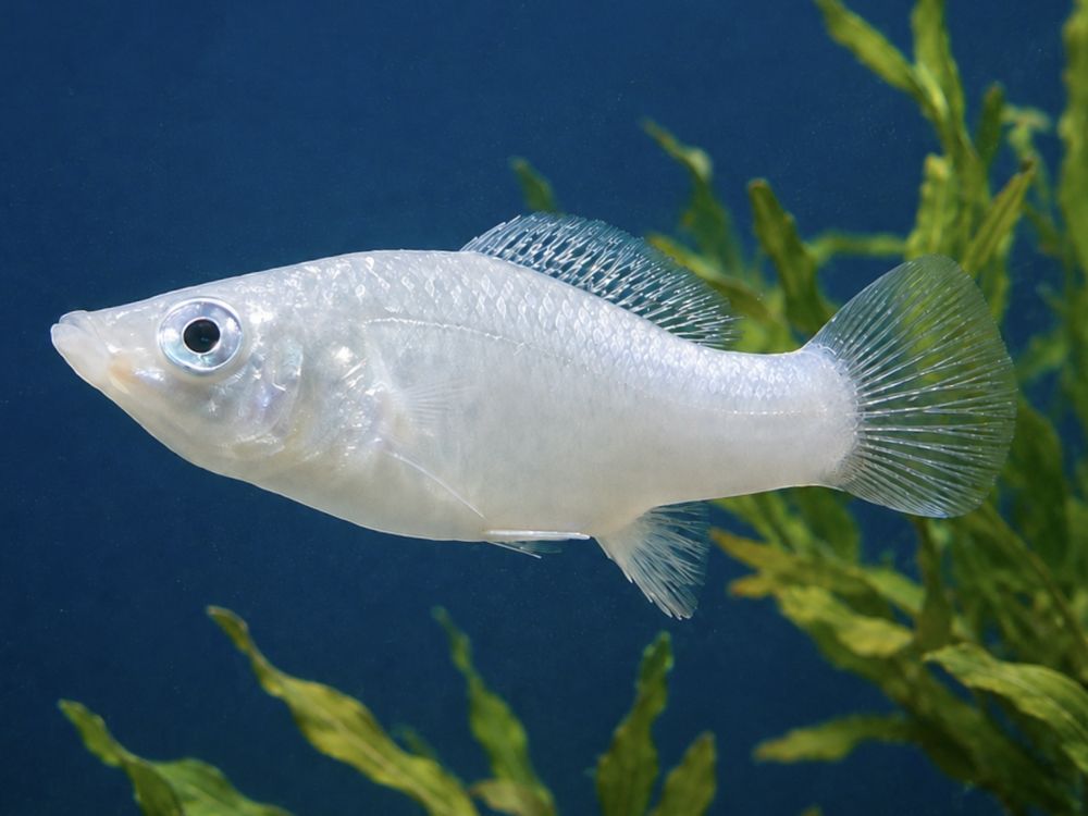 Poecilia sphenops - Silber-Molly- Weibchen (NZ Salzwasser)