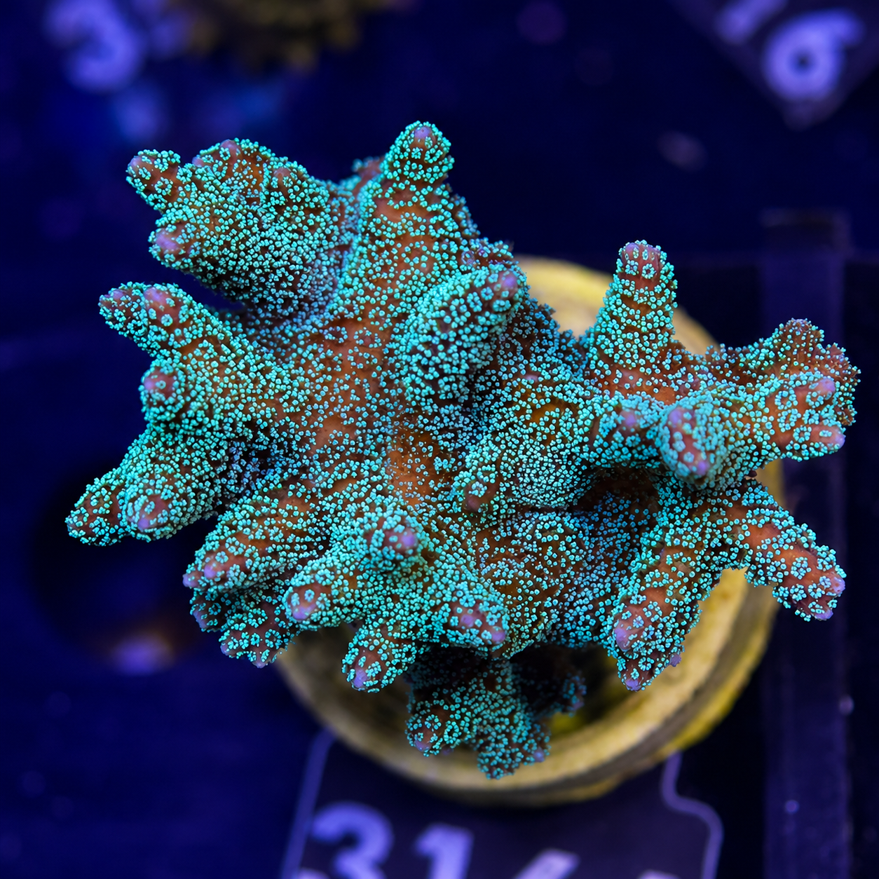 FMC Seriatopora Mintgreen