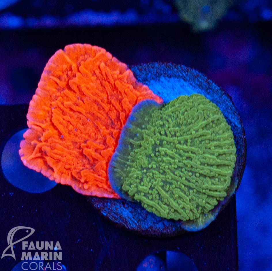 FMC Montipora red+green double V Ø ca. 5 x 5 cm (Filter- + Daylight-Shot picture!)
