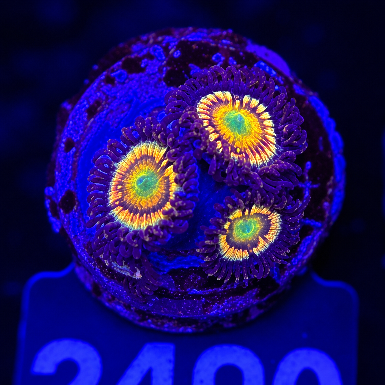 FMC Zoanthus Citrus Cooler