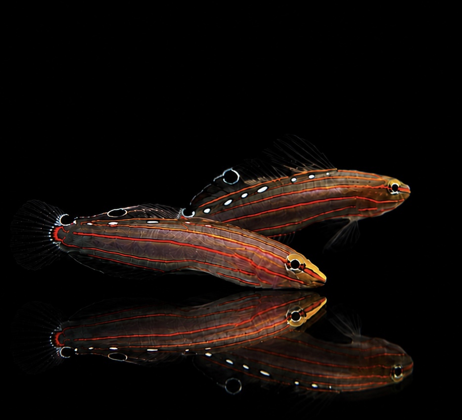 Koumansetta rainfordi - Rainfords Grundel