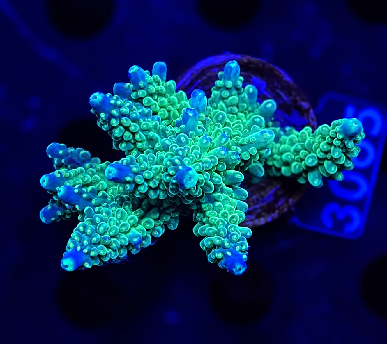 FMC Acropora secale Joker