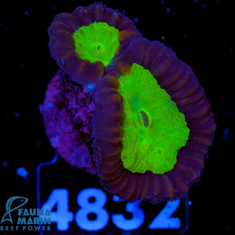 FMC Caulastrea Red and Green 1-2 Polypen V