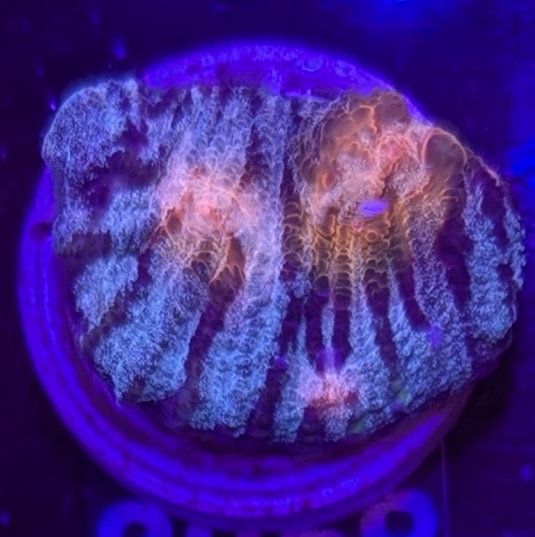 FMC Mycedium elephantotus Avatar
