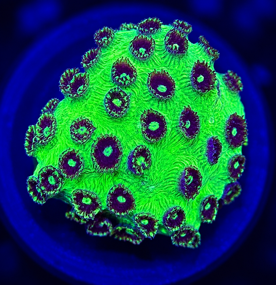 FMC Cyphastrea Green Goblin + Coral Mount