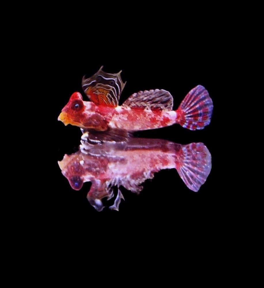 Synchiropus marmoratus 3-4  cm !Männchen!